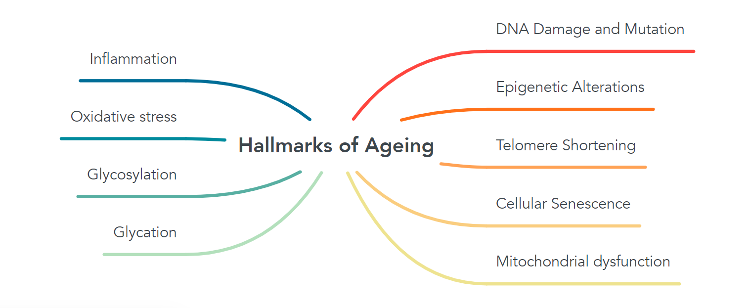 Hallmarks of Ageing