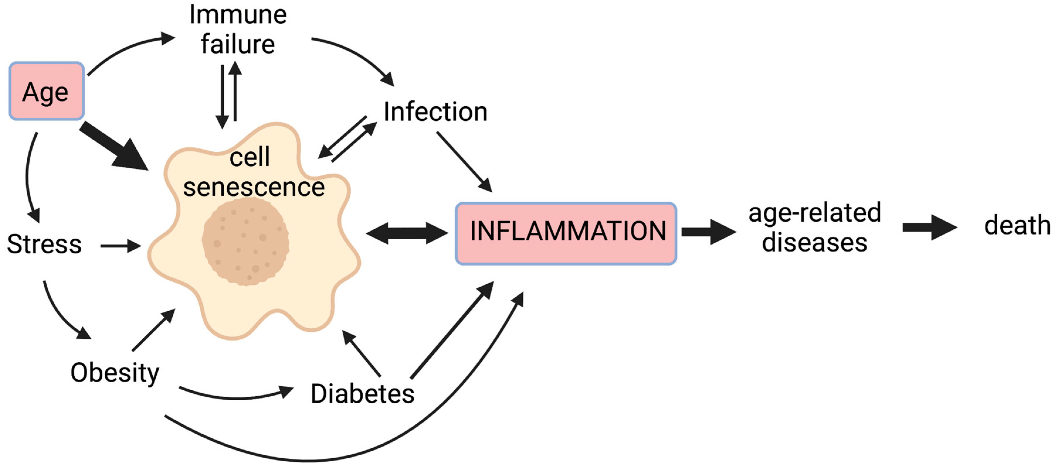 Inflammation and oxidative stress